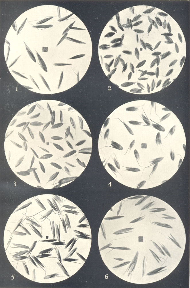 GRASS SEEDS. Aira flexuosa; Alopecurus pratensis agrestis; Arrhenatherum 1912